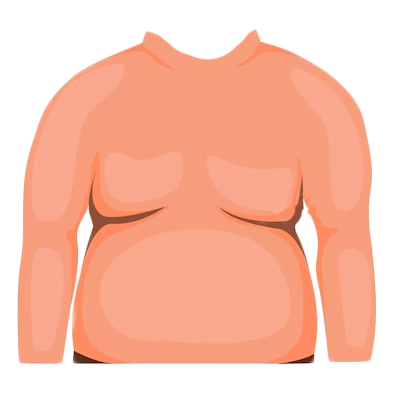 Rounder stomach
